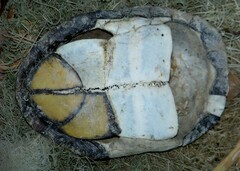 Kinosternon sonoriense