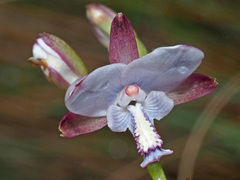 Eulophia zeyheriana