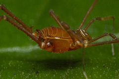 Pachylinae