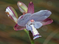 Eulophia zeyheriana