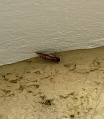 Papilio multicaudata multicaudata