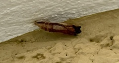 Papilio multicaudata multicaudata