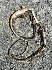 Psammophis notostictus