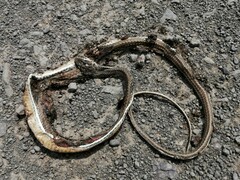 Psammophis notostictus