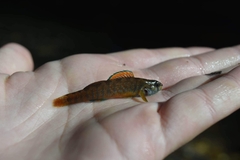 Etheostoma lepidum