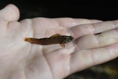 Etheostoma lepidum
