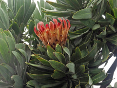 Protea roupelliae roupelliae