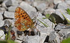 Boloria euphrosyne