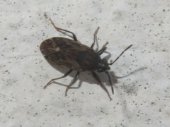 Peritrechus geniculatus