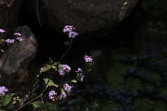 Fleischmannia pycnocephala