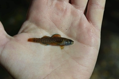 Etheostoma lepidum