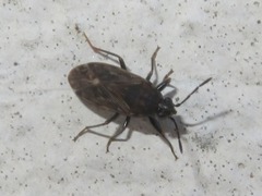 Peritrechus geniculatus