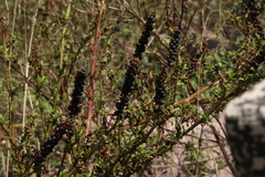 Phytolacca