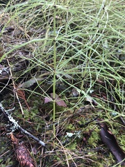 Equisetum pratense