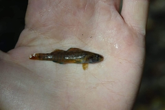 Etheostoma lepidum