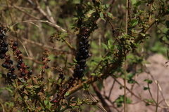 Phytolacca