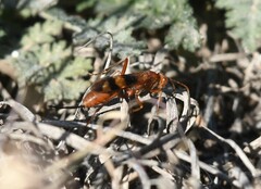 Compsocryptus texensis