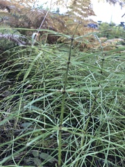 Equisetum pratense