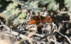 Compsocryptus texensis