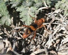 Compsocryptus texensis