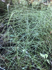 Equisetum pratense