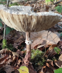 Macrolepiota