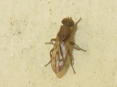 Opomyza germinationis