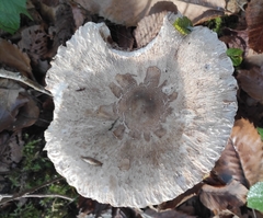 Macrolepiota