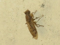 Opomyza germinationis