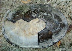 Kinosternon sonoriense