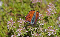 Lycaena alciphron