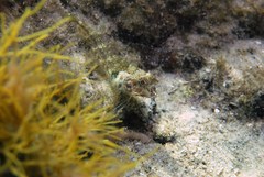 Baseodiscus delineatus