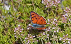 Lycaena alciphron