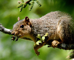 Sciurus niger