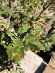 Quercus minima