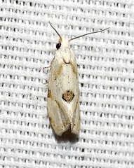 Cochylina