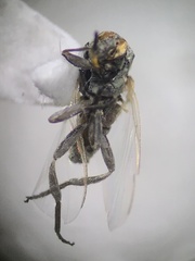 Simuliidae