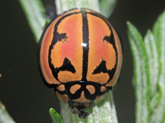 Cheilomenes bidentata