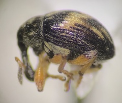Nanophyes marmoratus