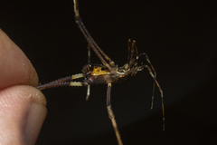 Sodreana barbiellinii