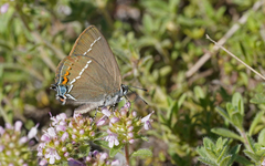 Satyrium spini