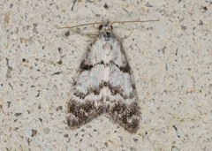 Nola semograpta