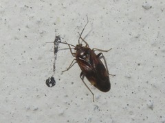 Lygus rugulipennis