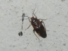Lygus rugulipennis