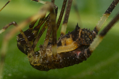 Sodreana barbiellinii