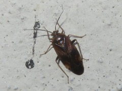 Lygus rugulipennis