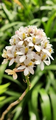 Epidendrum secundum