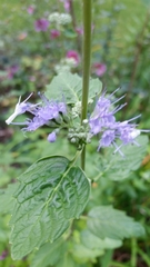 Caryopteris