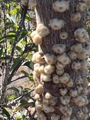 Ceroplastes sinensis