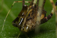 Sodreana barbiellinii